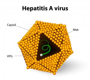 Types (Infections and intoxications): Food Borne Disease 7 Types (Infections and intoxications): Food Borne Disease 7