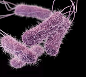 Types (Infections and intoxications): Food Borne Disease 10 Types (Infections and intoxications): Food Borne Disease 10