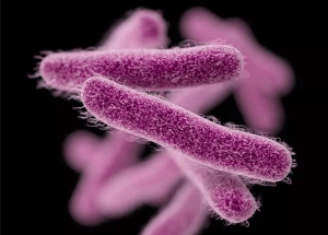 Types (Infections and intoxications): Food Borne Disease 11 Types (Infections and intoxications): Food Borne Disease 11