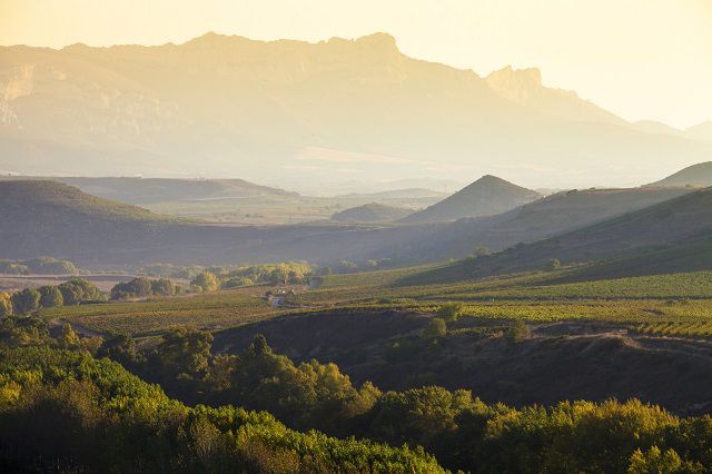 Old World Wines- Spain