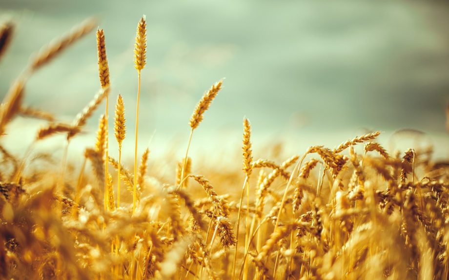 Types of Wheat