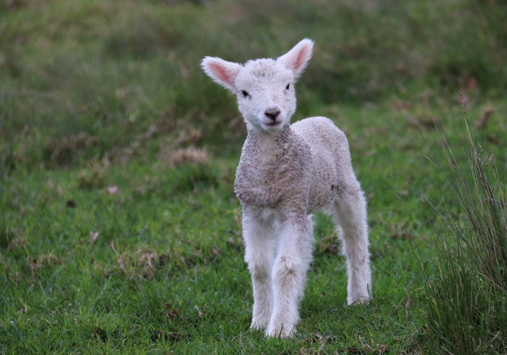 Cuts of lamb/mutton