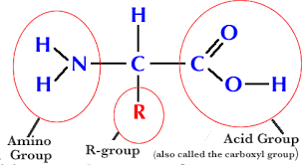 Macro Nutrients: Proteins 1 Macro Nutrients: Proteins 1