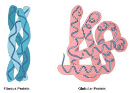 Macro Nutrients: Proteins 3 Macro Nutrients: Proteins 3
