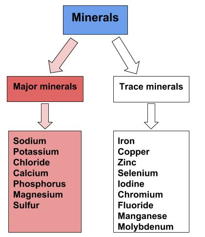 1st sem l Nutrition l Solved Papers l 2015 – 16 1 Classification of Vitamins and Minerals – Nutrition: Science and Everyday Application, v. 1.0